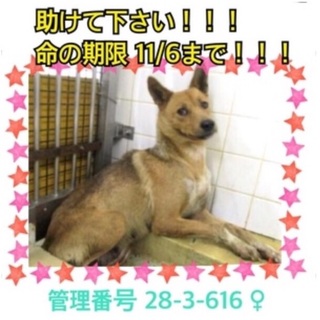 お願い＞＜命の期限が迫っています！