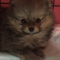 ポメラニアン愛(まな)いいお話をいただいてます