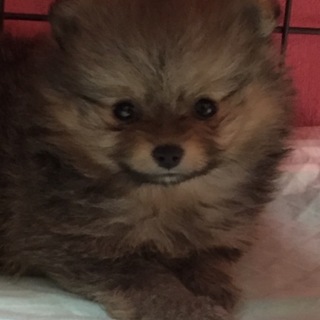 ポメラニアン愛(まな)いいお話をいただいてます