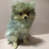 ポメラニアン愛(まな)いいお話をいただいてます サムネイル2