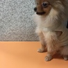 ポメラニアン愛(まな)いいお話をいただいてます サムネイル3