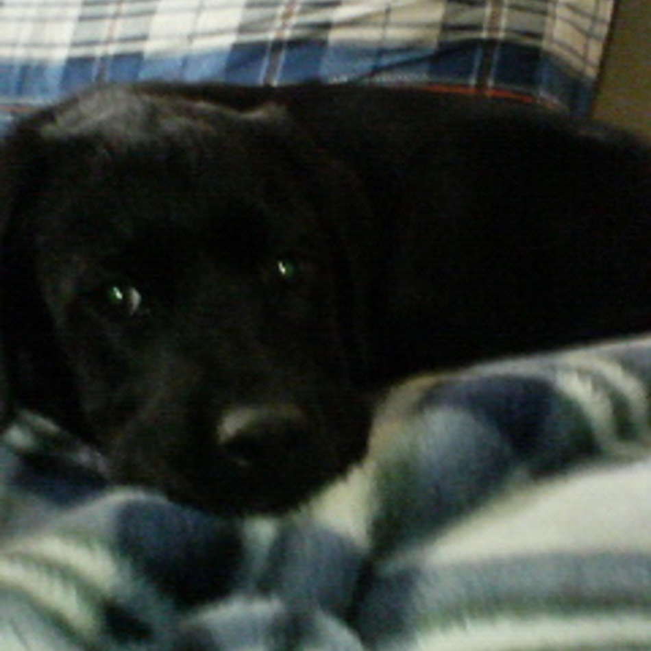 しじみのカバー写真