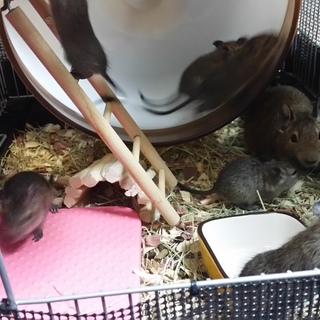 デグまま様引き継ぎ