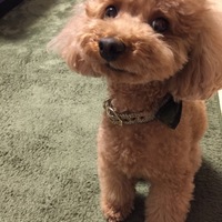 モップ