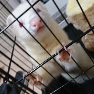 パスバレー アルビノの男の子です。