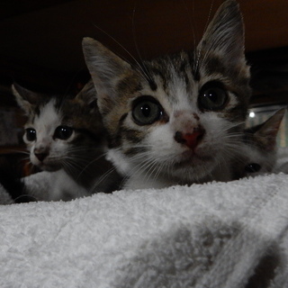 ビニール袋に入れられ捨てられていた仔猫の三兄弟