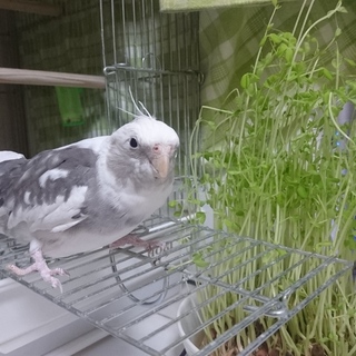 オカメインコの里親募集です