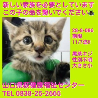 里親様決定!! お迎えがありました!!