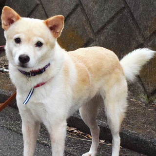 とても穏やかで人懐っこい女の子ランです。