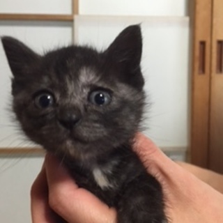 １，５ヶ月くらいの子猫ちゃん