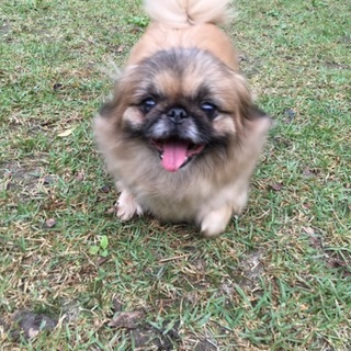 ペキニーズ女の子8歳