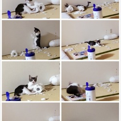 猫の楽園（≧∇≦）