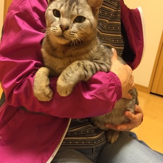 訳あり猫ちゃんの里親さん募集中