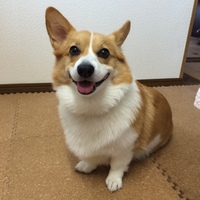 こまめ