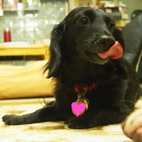 紫愛（しいな）