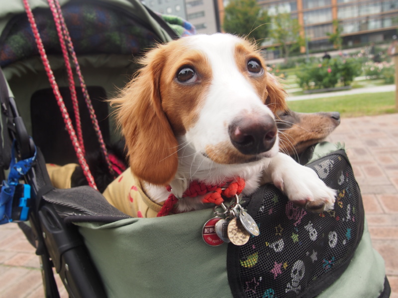 紅夢（くるむ）