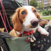 紅夢（くるむ）