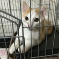 茶白・元気いっぱい