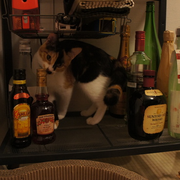 またお酒増えたー？