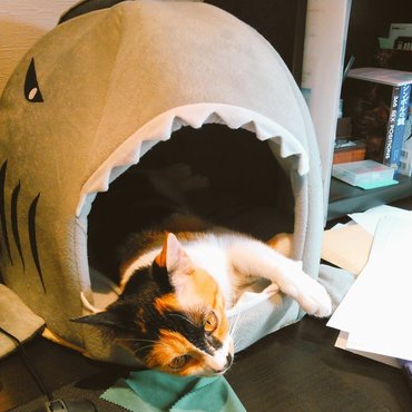 サメベッド大盛況