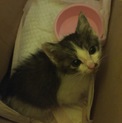 生後一ヶ月程度の子猫