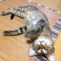 たくさんの可愛い猫参加、譲渡会開催です！