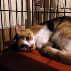 たくさんの可愛い猫参加、譲渡会開催です！ サムネイル2