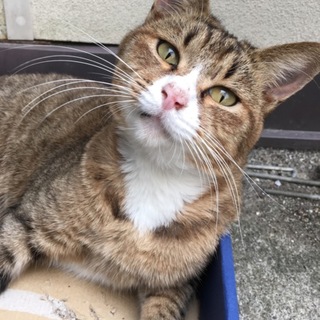 家族にしてください！