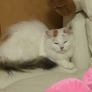 ラガマフィン 1歳半