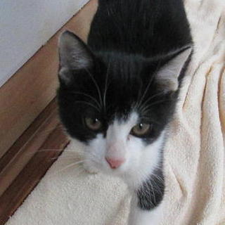 ゴロゴロスリスリ♪チーくん素敵な里親様に♡