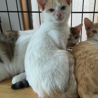 仲良し3兄妹の子猫、シロ茶のカリンちゃん♪