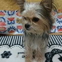 里親募集☆MIX(ヨークシャーテリア&チワワ)