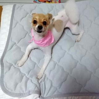 寂しがりや甘えん坊なワンちゃんです！！！