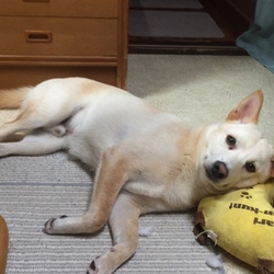 座布団の枕でうたた寝