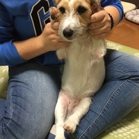 まめた