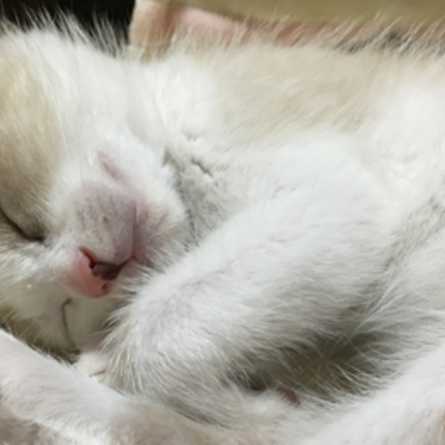 cherry-rikuのカバー写真