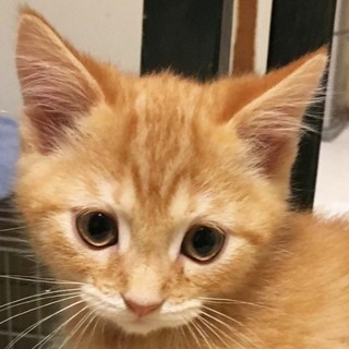 ふわふわ茶トラの兄弟です