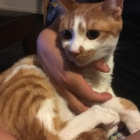 むぎすけ