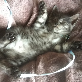 生後45日前後(11/2現在)の人懐っこい子猫