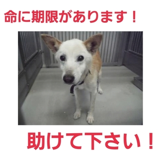 命の期限は一週間!!家族になって下さい!