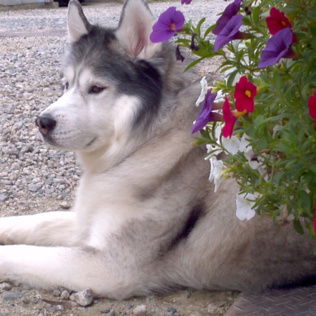 アンフィニのカバー写真