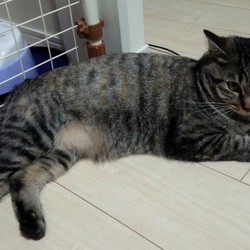 「水をこぼす猫VSズボラな飼い主・・・その結末は」サムネイル2