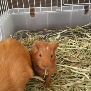 モルモットの里親募集