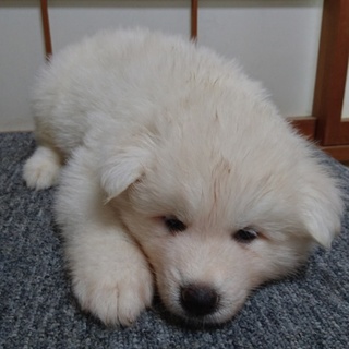 秋田犬長毛白オス生後２ヶ月