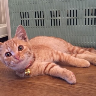 とても人懐っこい茶トラくん