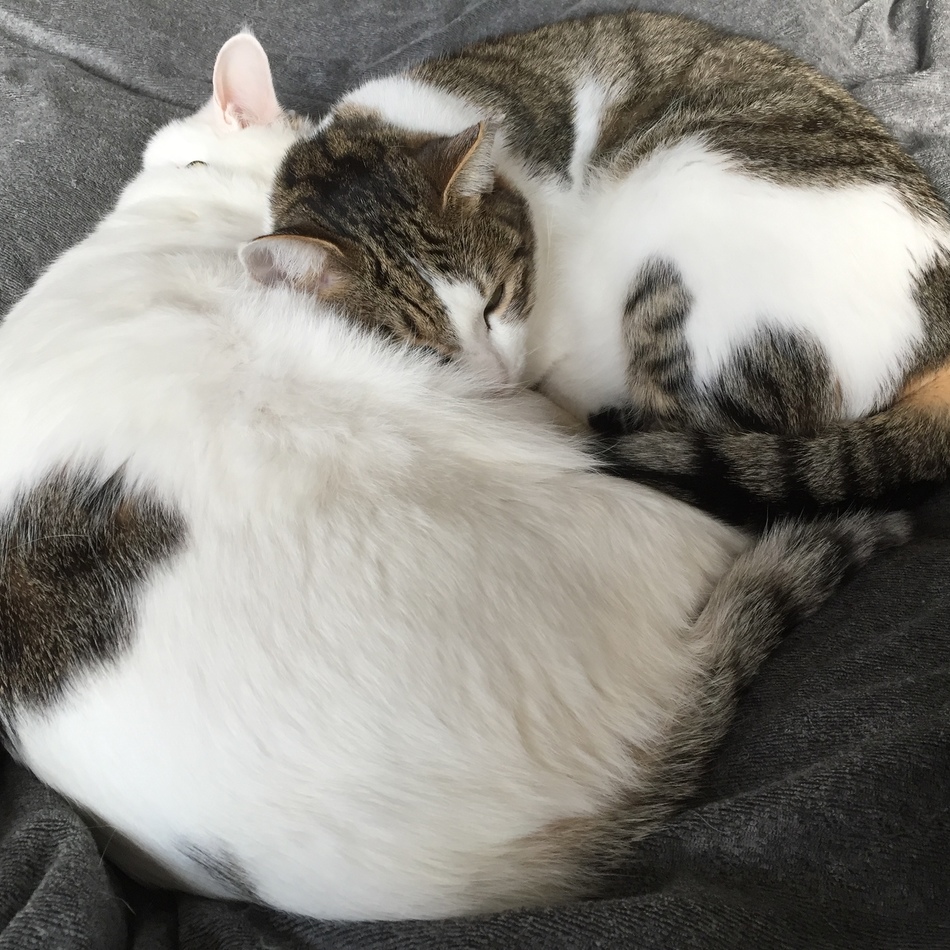 リンジーのカバー写真