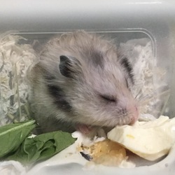 お母さんグリのお食事