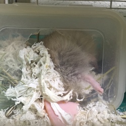 足ちょいちょいと不思議なワラ