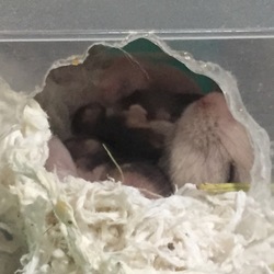 仰向けで授乳するグリ