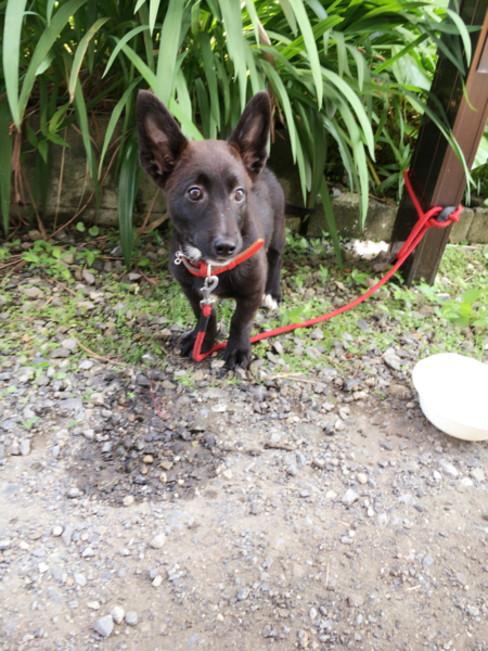 急募 急な引越しで飼えな 鹿児島県 犬の里親募集 ペットのおうち 月間利用者150万人